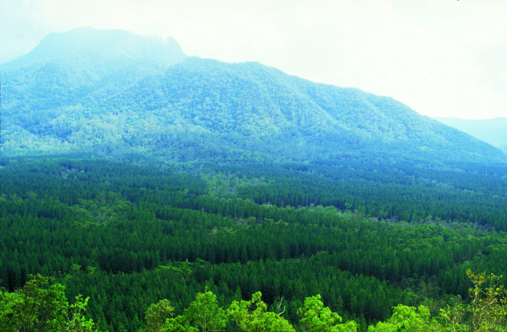 Hoop Pine Plantation